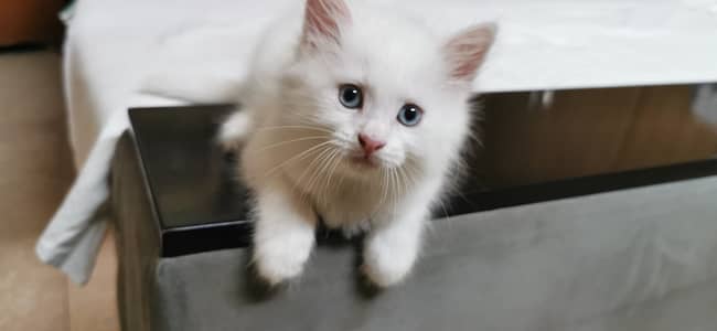 Beautiful White Doll Face Persian Kitten (Blue Eyes / Super Fluffy)