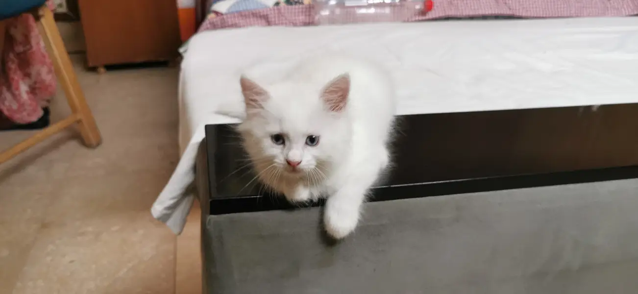Beautiful White Doll Face Persian Kitten (Blue Eyes / Super Fluffy) — photo 2