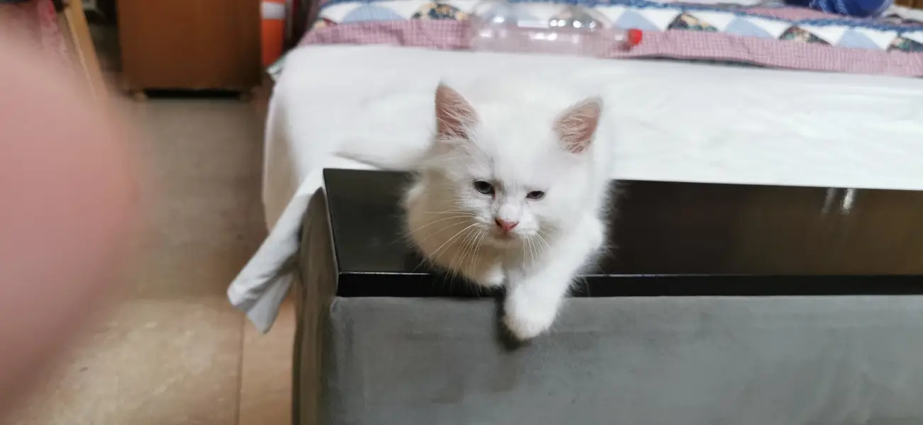 Beautiful White Doll Face Persian Kitten (Blue Eyes / Super Fluffy) — photo 3