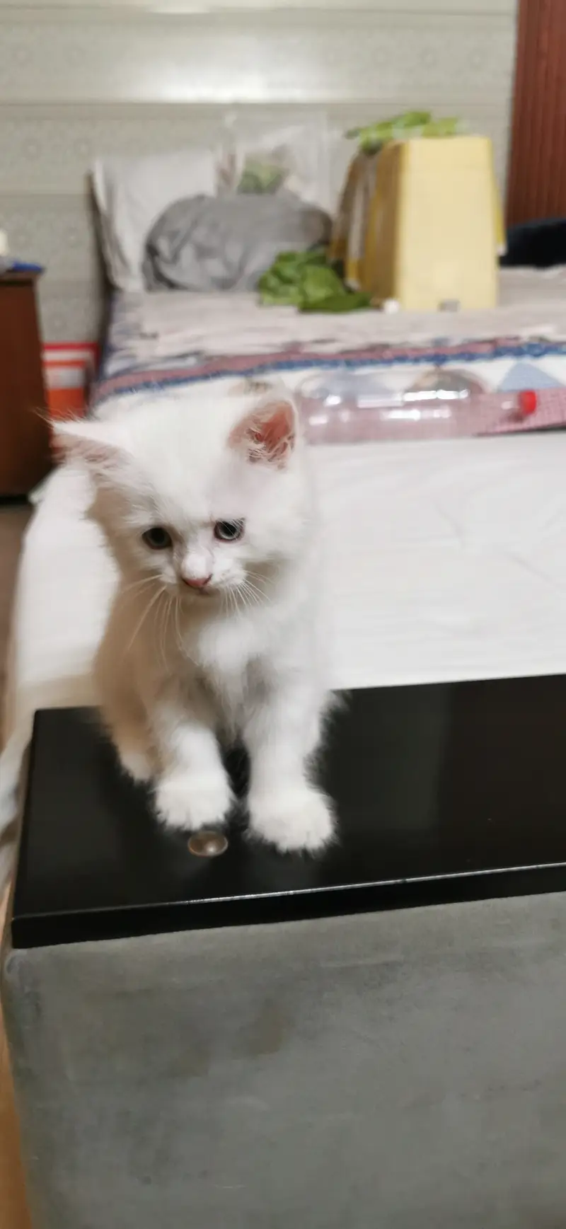 Beautiful White Doll Face Persian Kitten (Blue Eyes / Super Fluffy) — photo 4