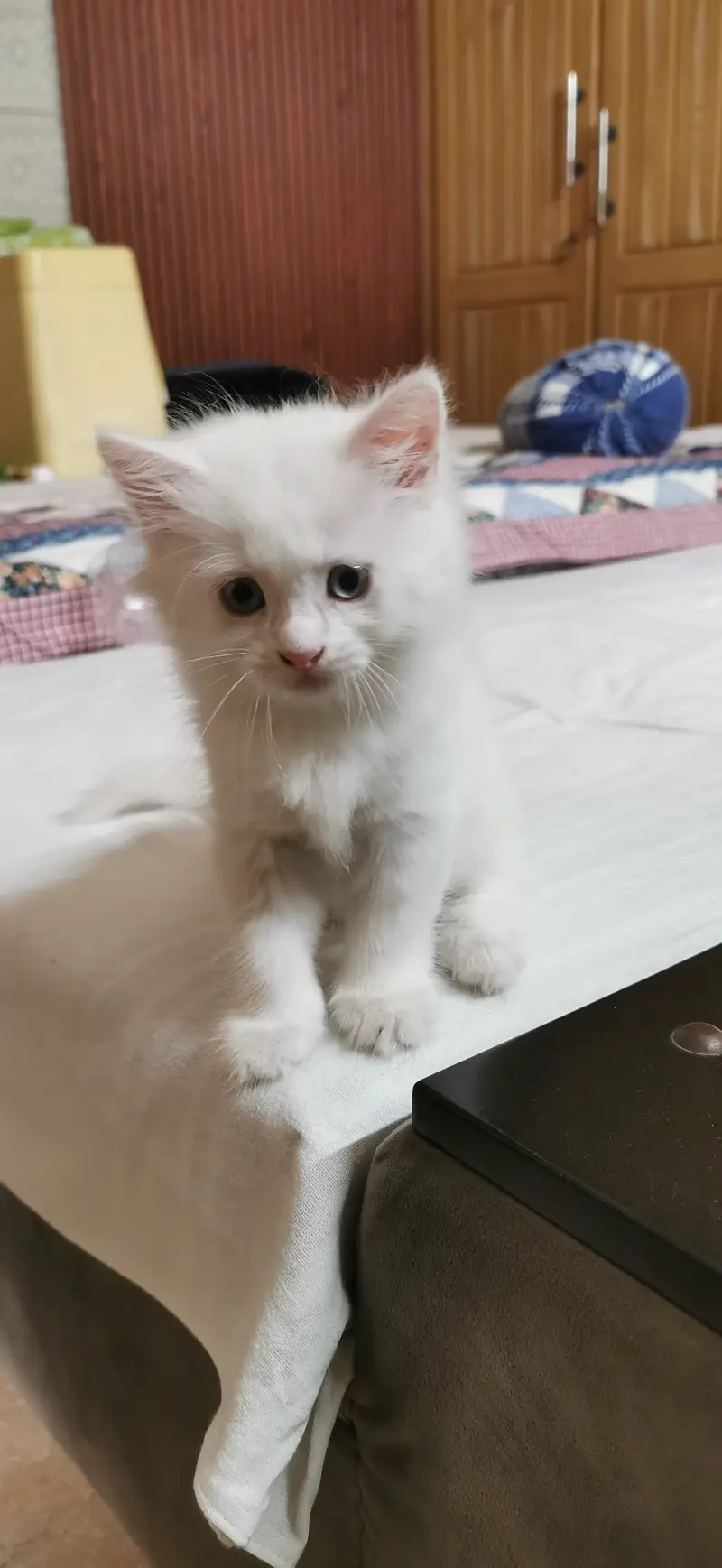 Beautiful White Doll Face Persian Kitten (Blue Eyes / Super Fluffy) — photo 5