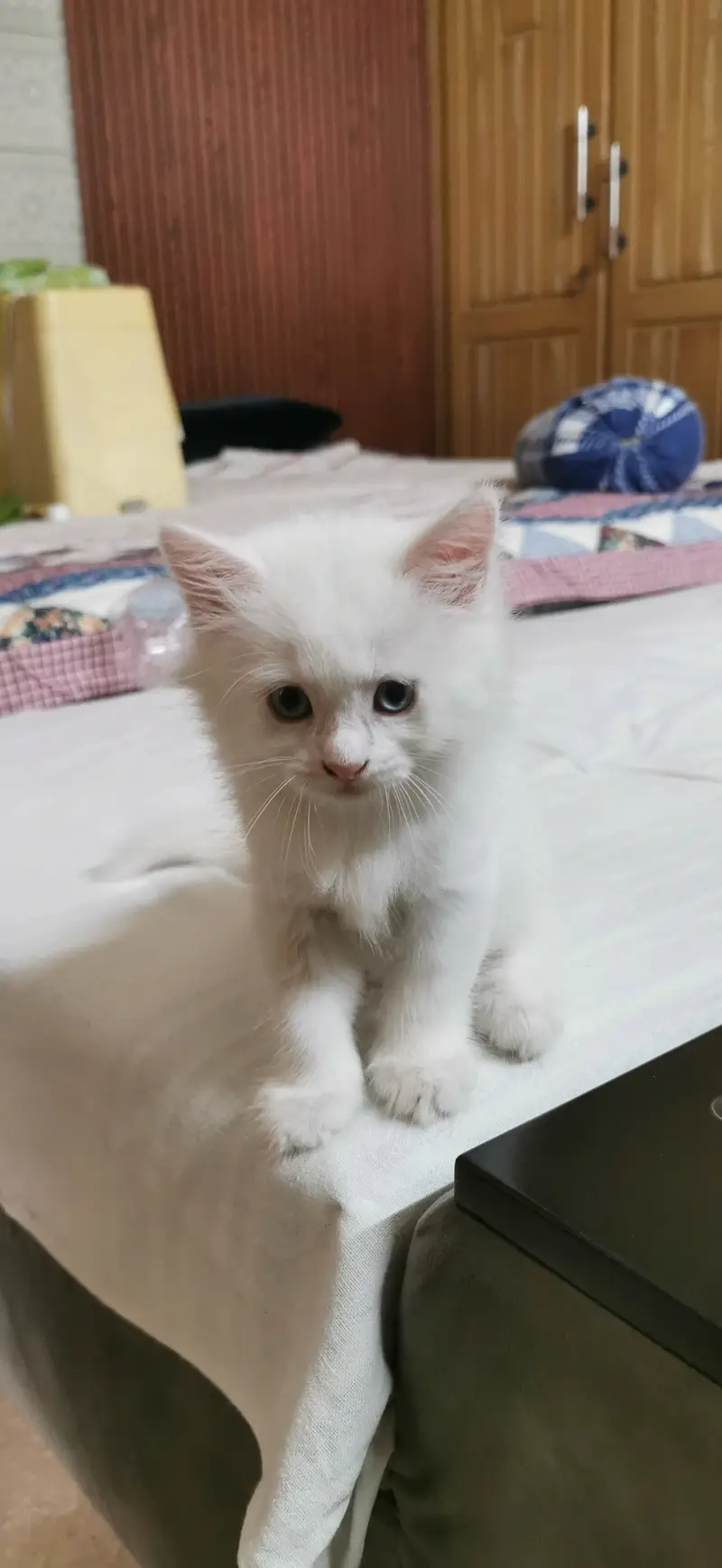 Beautiful White Doll Face Persian Kitten (Blue Eyes / Super Fluffy) — photo 6