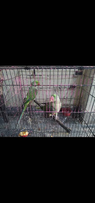 raw talking pair for sale RS45000