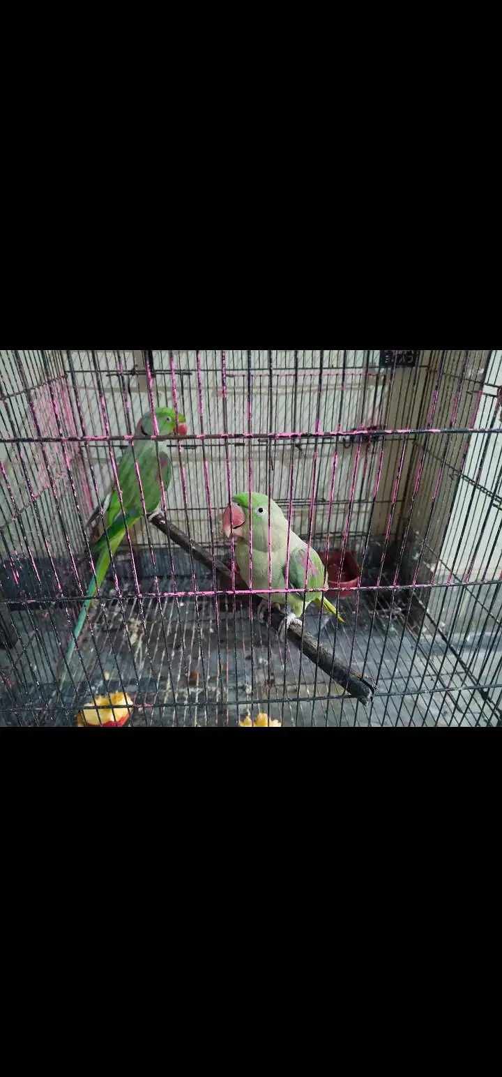 raw talking pair for sale RS45000 — photo 2