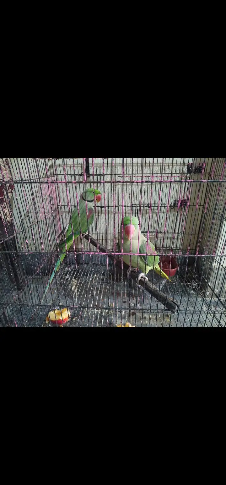 raw talking pair for sale RS45000 — photo 3