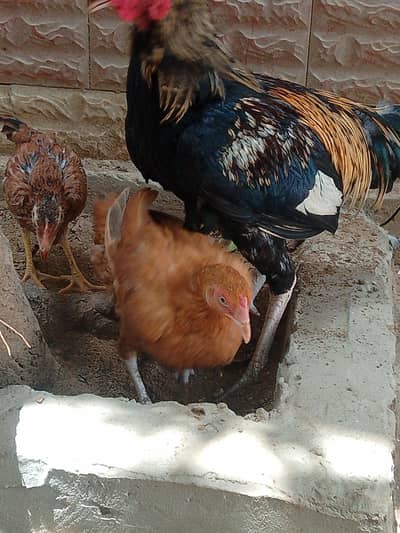 for sale male female with chick