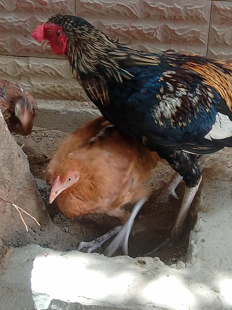 for sale male female with chick — photo 2