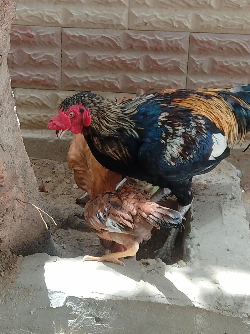 for sale male female with chick — photo 3
