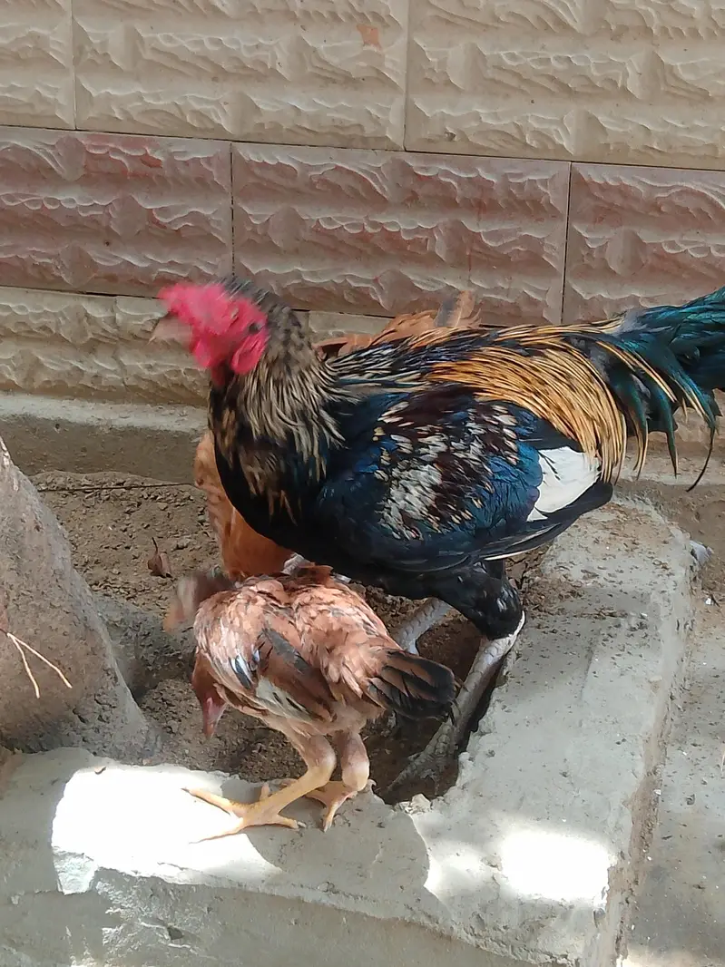 for sale male female with chick — photo 4