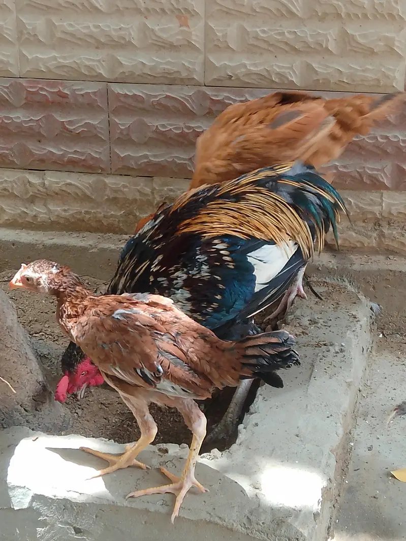for sale male female with chick — photo 5