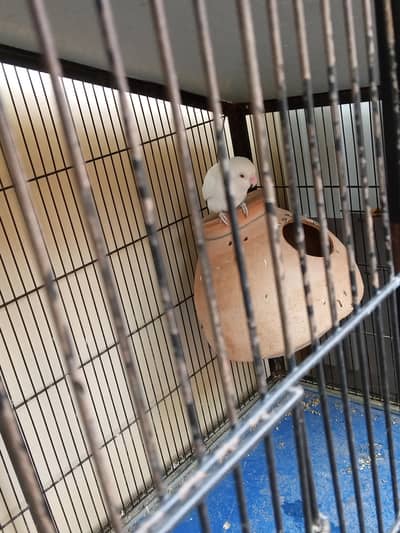 albino red eyes male with cage