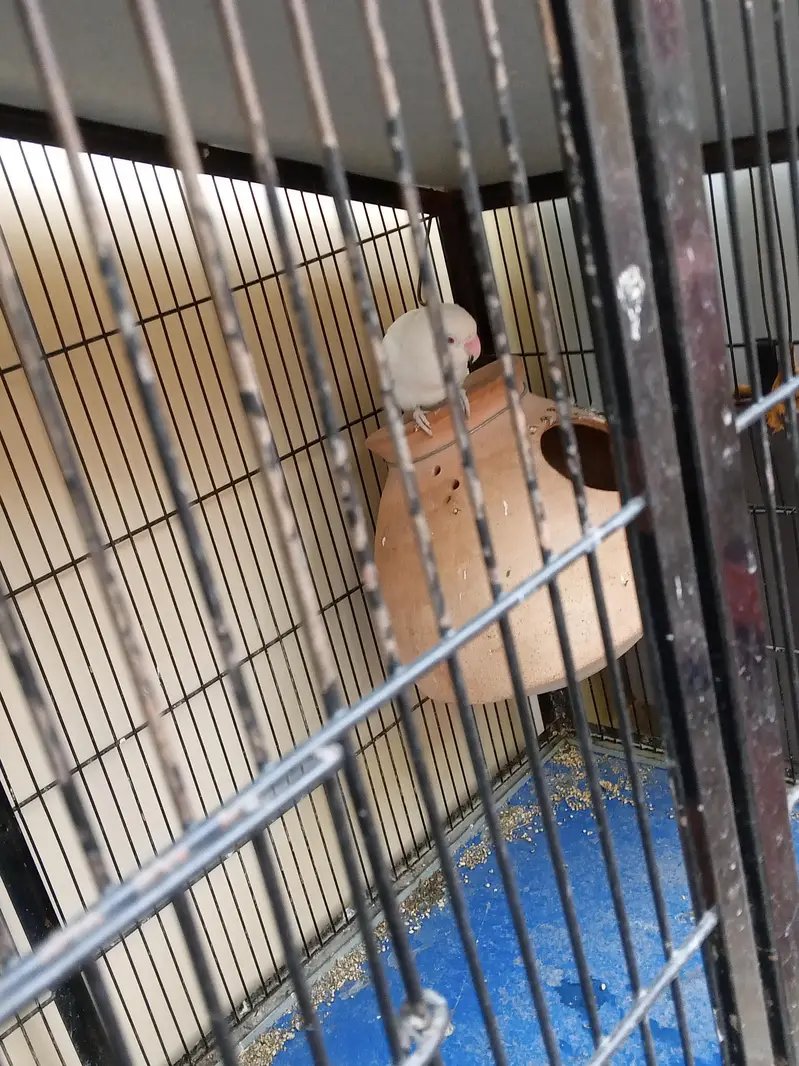 albino red eyes male with cage — photo 2
