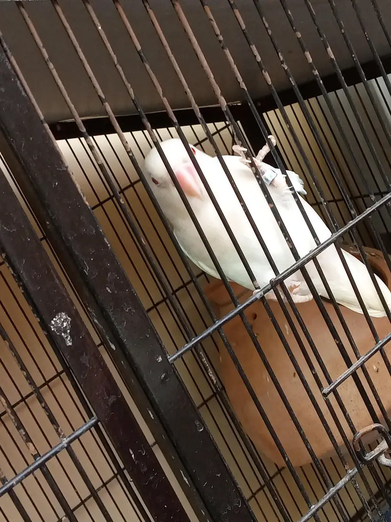 albino red eyes male with cage — photo 7