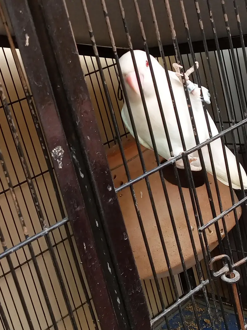 albino red eyes male with cage — photo 8