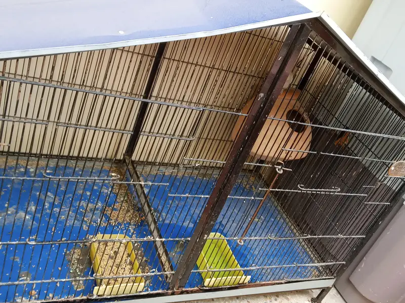 albino red eyes male with cage — photo 9