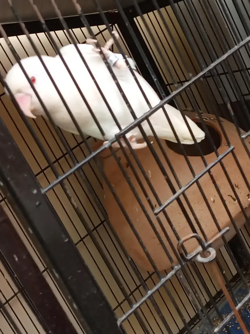 albino red eyes male with cage — photo 10