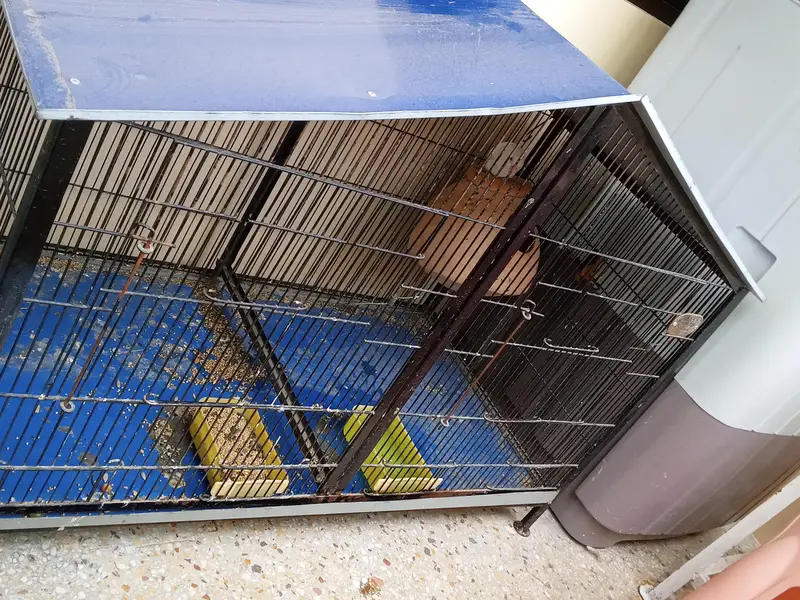 albino red eyes male with cage — photo 11