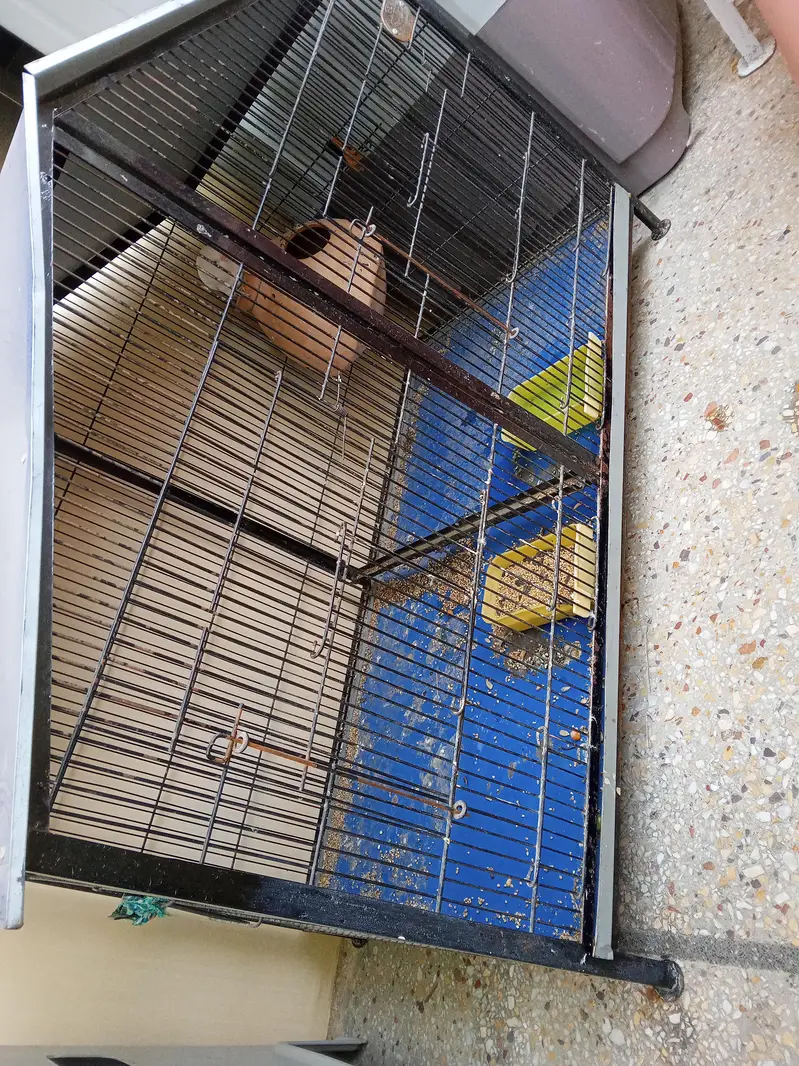 albino red eyes male with cage — photo 12