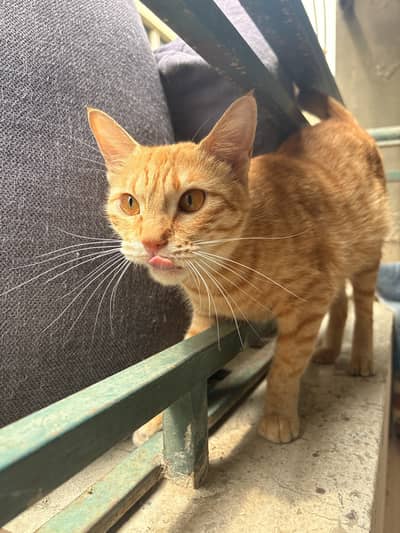 Ginger Cat