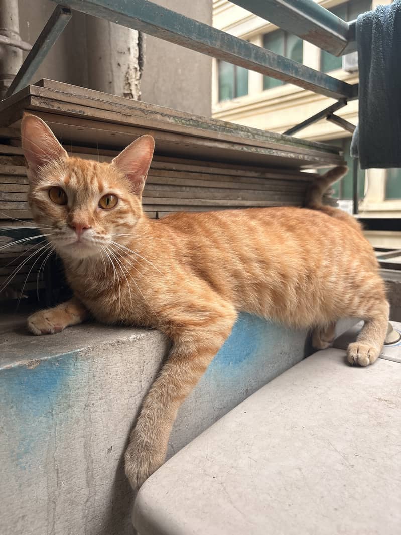 Ginger Cat 1
