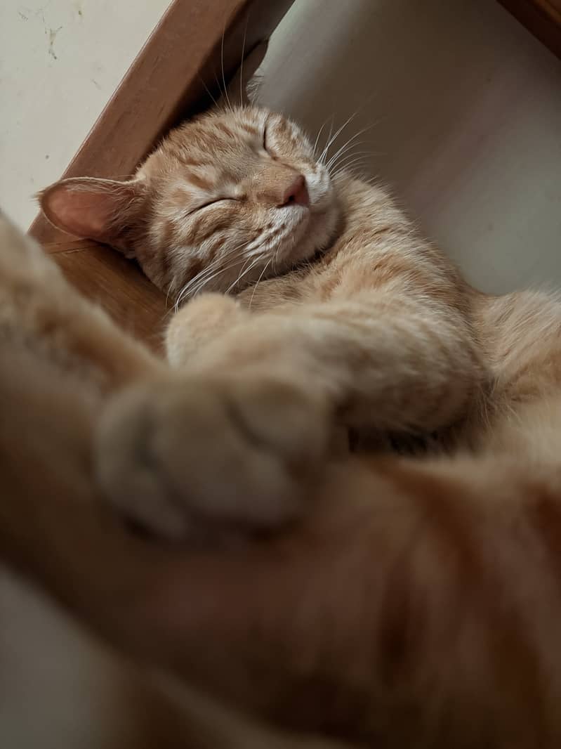 Ginger Cat 2