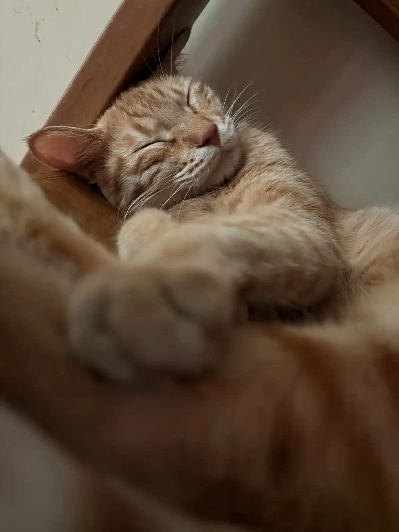 Ginger Cat — photo 3