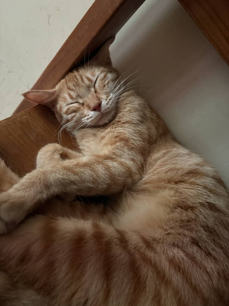 Ginger Cat 3