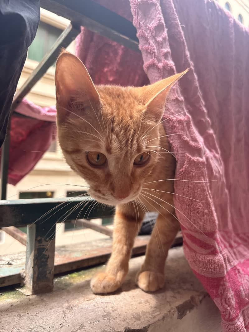 Ginger Cat 4