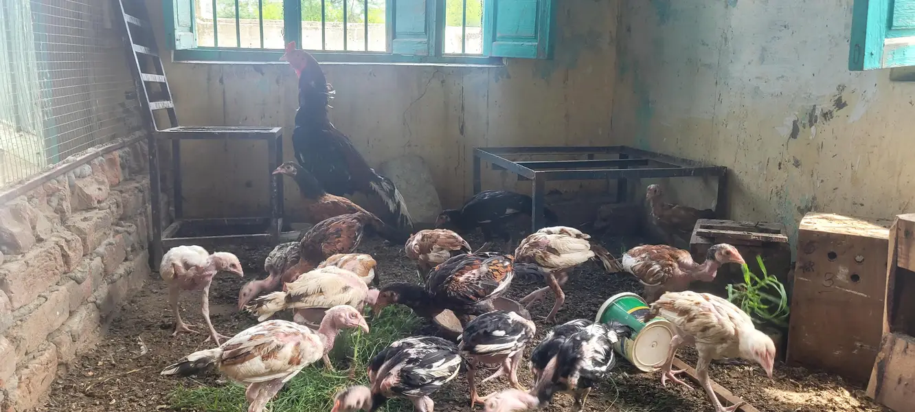 aseel chick's — photo 2
