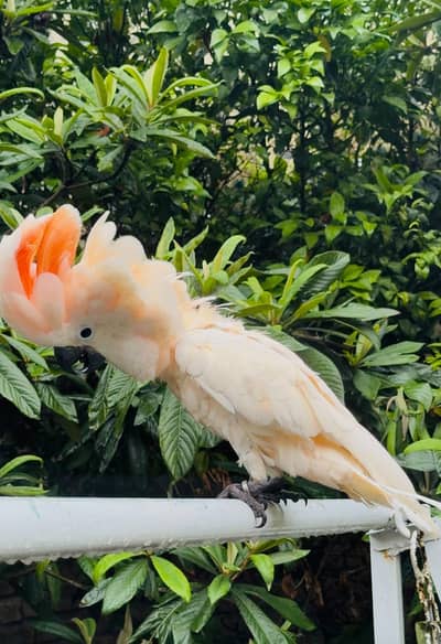 Moluccane cocakto parrot 03054232248