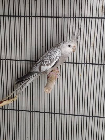 Cockatiel