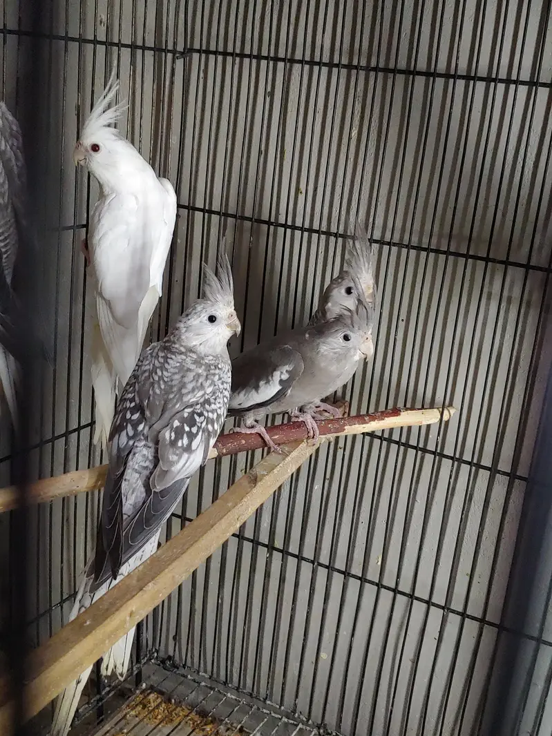 Cockatiel — photo 2