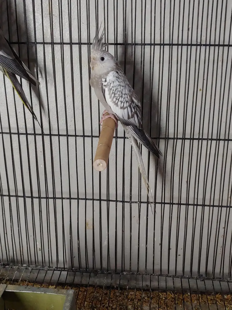 Cockatiel — photo 3