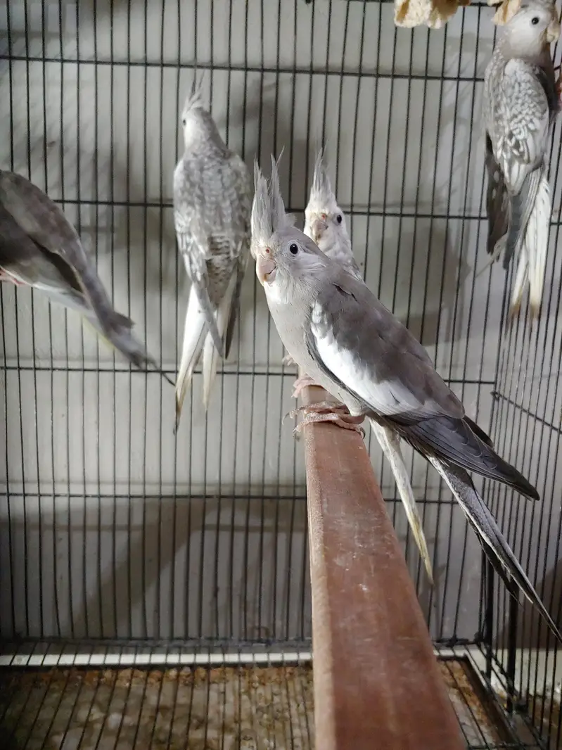 Cockatiel — photo 4