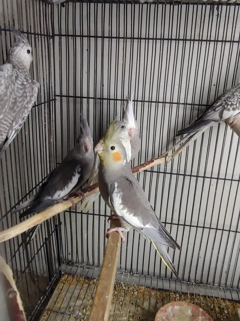 Cockatiel — photo 5