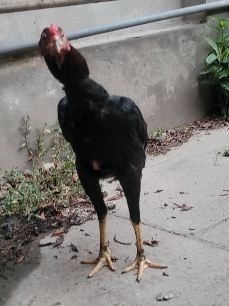 Aseel eggs 5