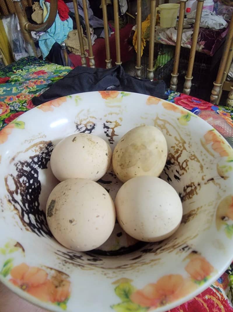 Aseel eggs 6