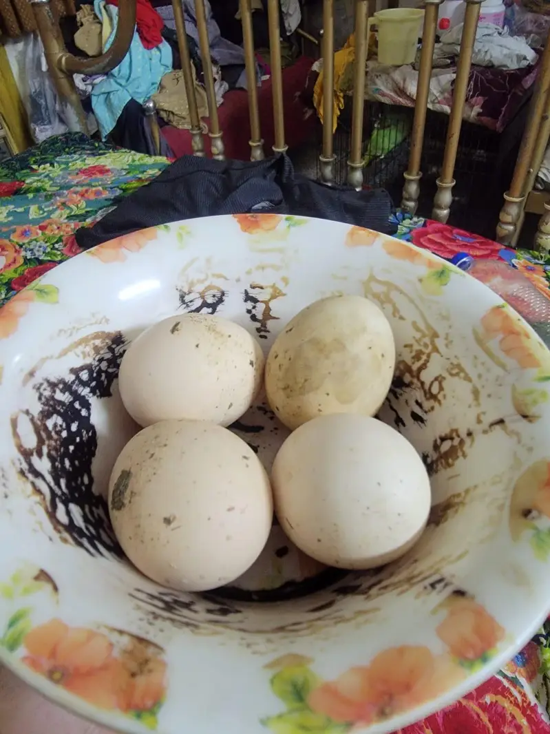Aseel eggs — photo 7