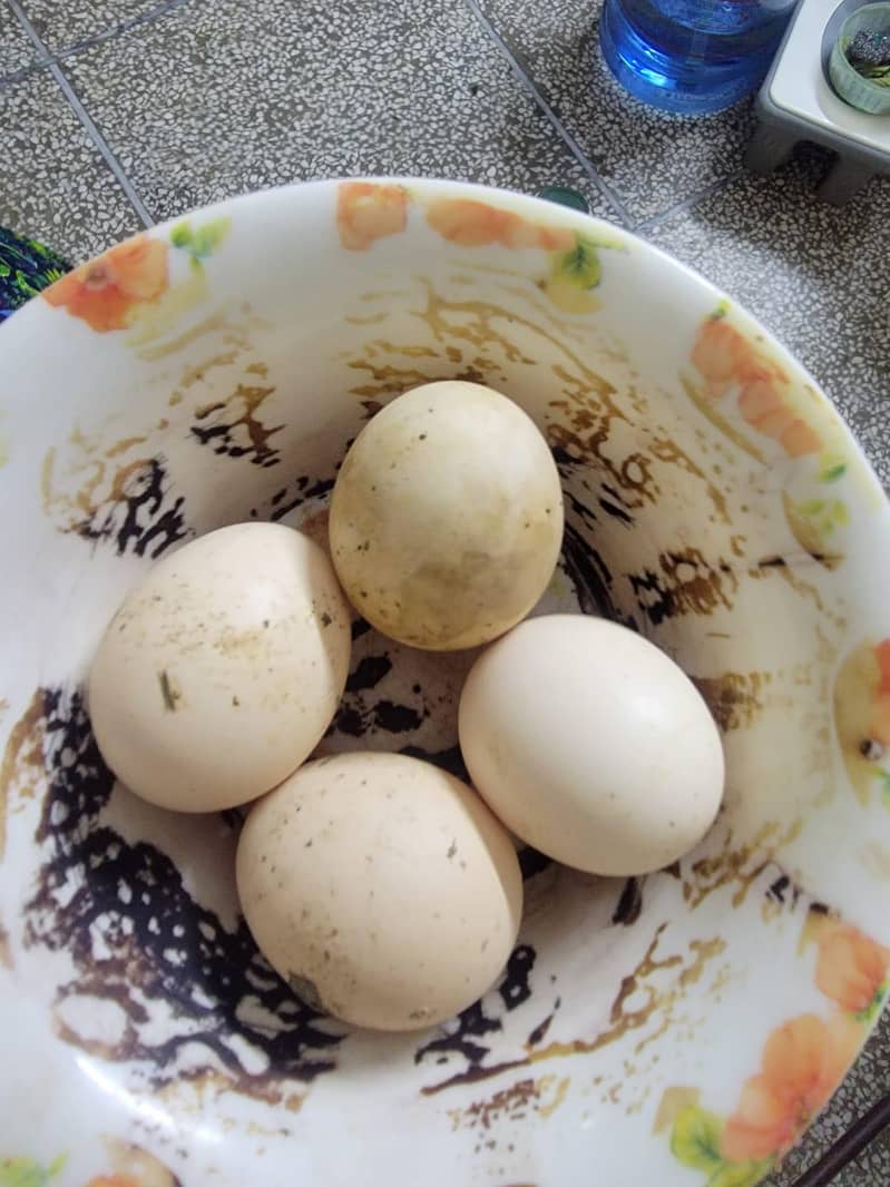 Aseel eggs 7