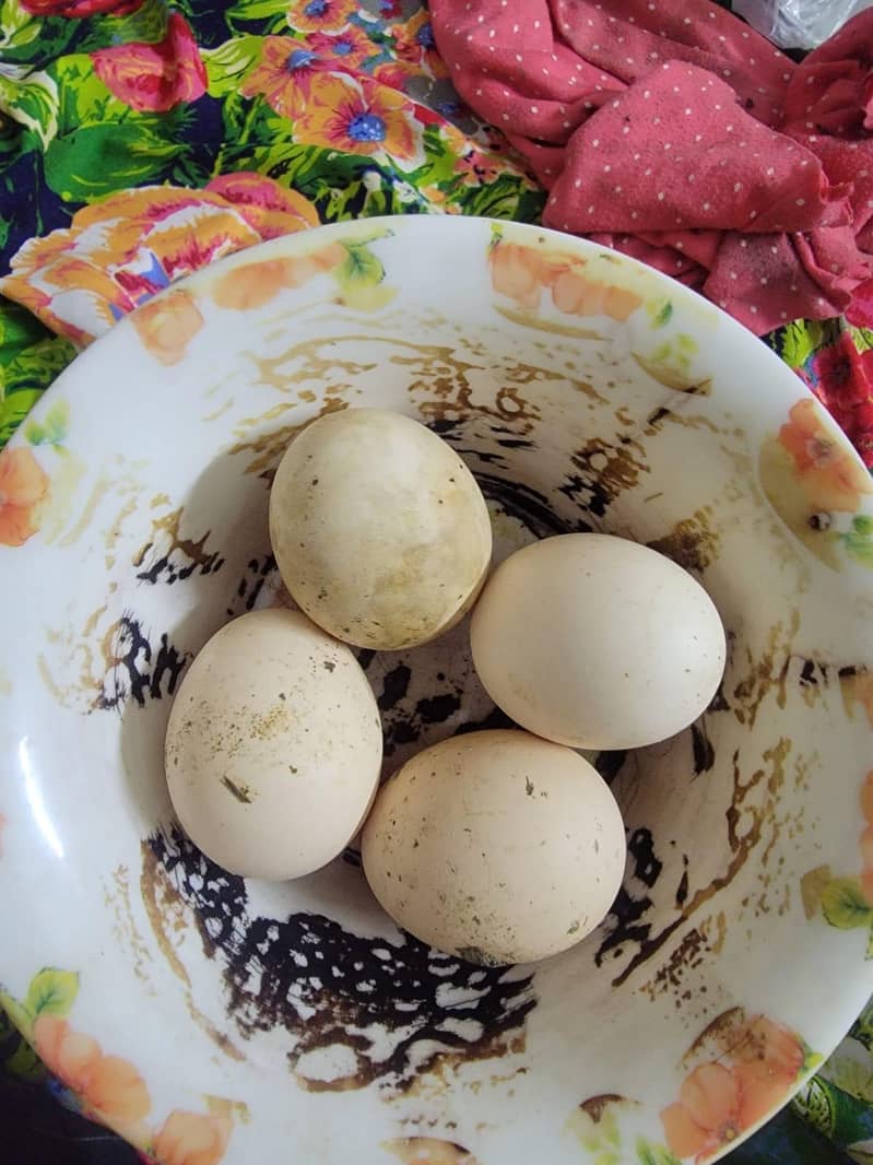 Aseel eggs 8