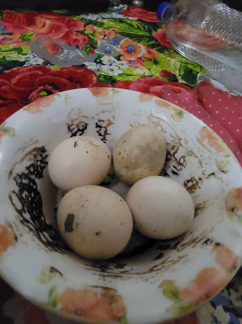 Aseel eggs 9