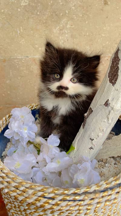 Cute Kittens Available for Sale  persian kittens