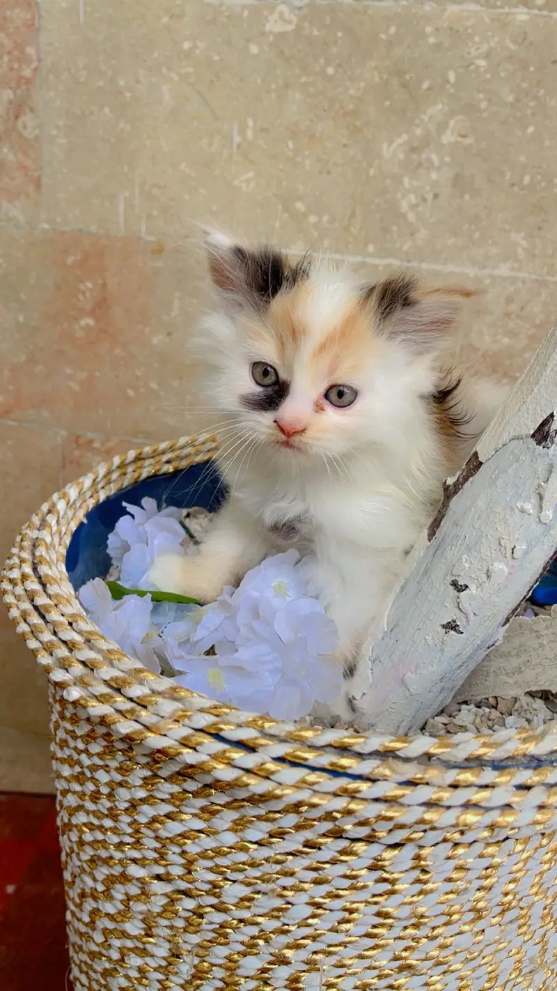 Cute Kittens Available for Sale  persian kittens — photo 2