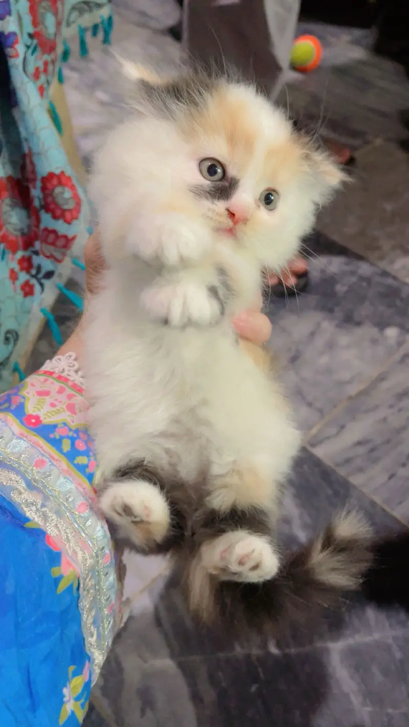 Cute Kittens Available for Sale  persian kittens — photo 3