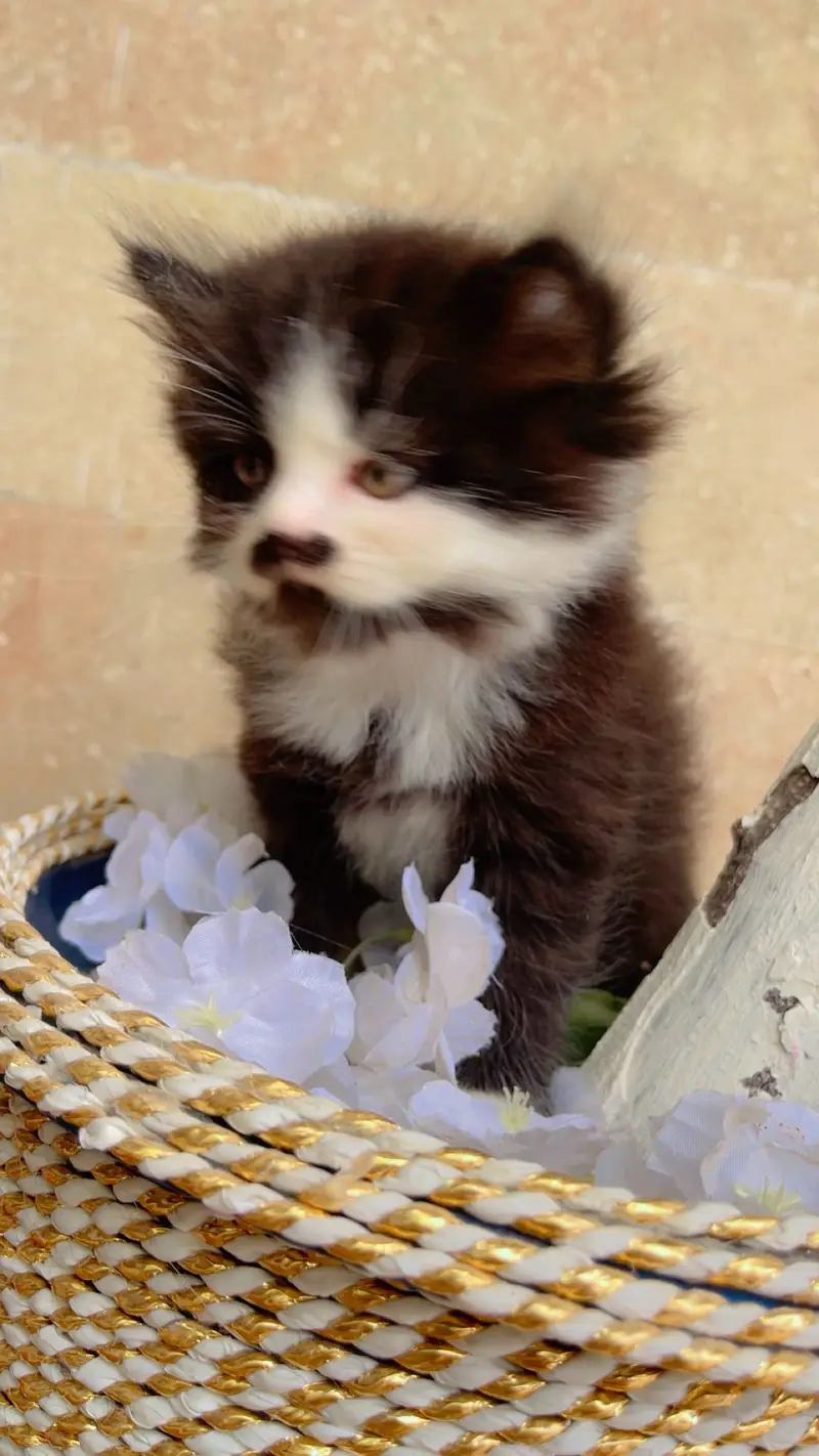 Cute Kittens Available for Sale  persian kittens — photo 5