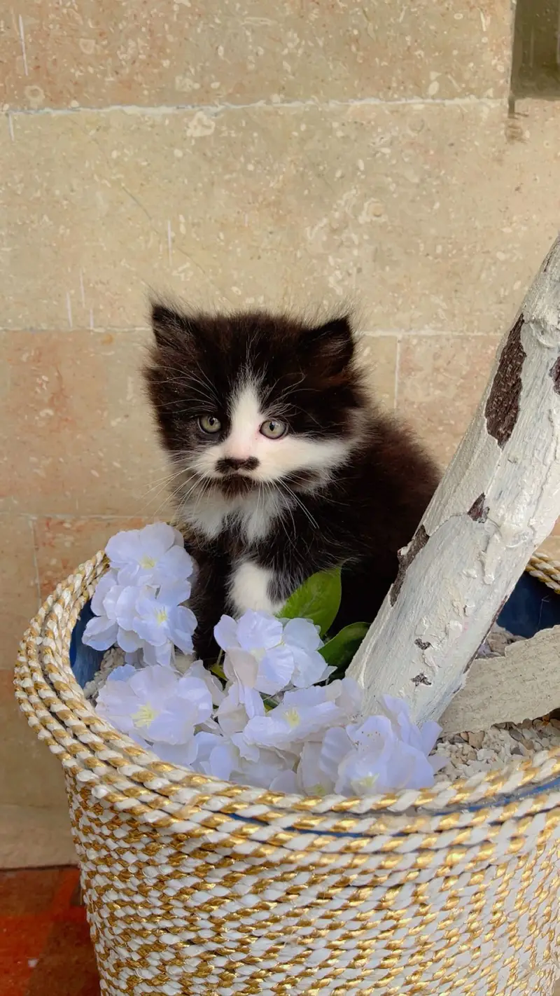 Cute Kittens Available for Sale  persian kittens — photo 7
