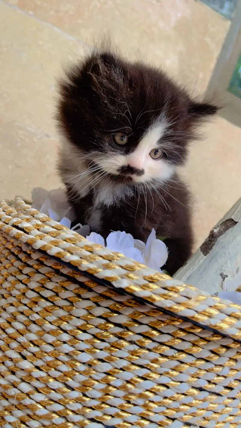 Cute Kittens Available for Sale  persian kittens — photo 8