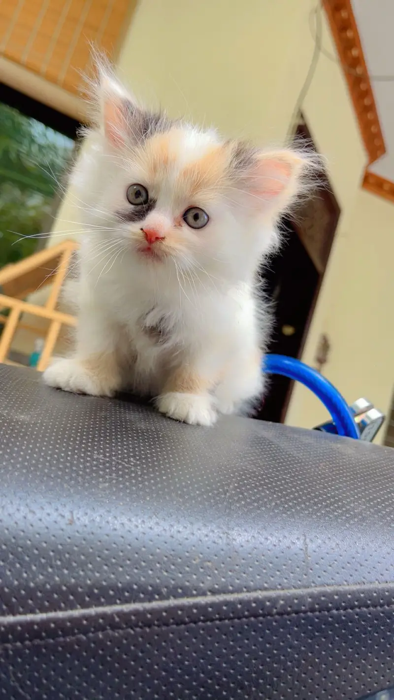 Cute Kittens Available for Sale  persian kittens — photo 9