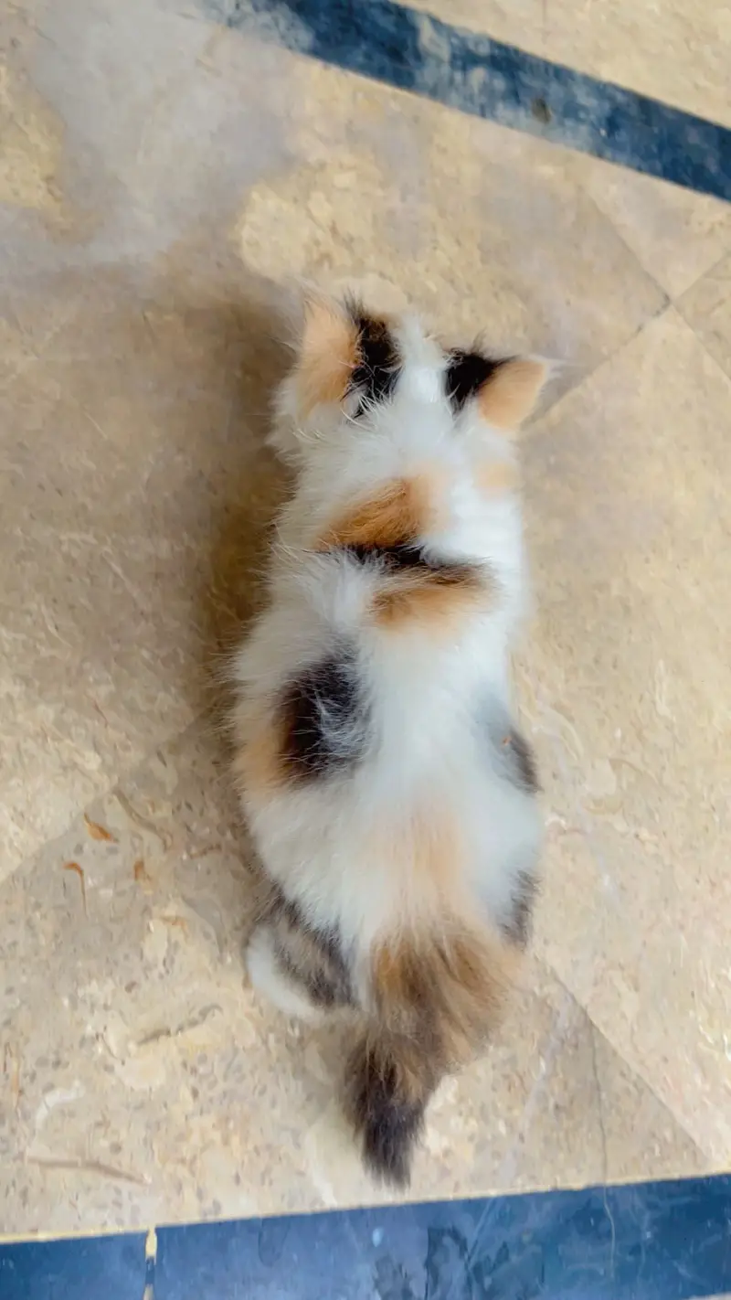 Cute Kittens Available for Sale  persian kittens — photo 10