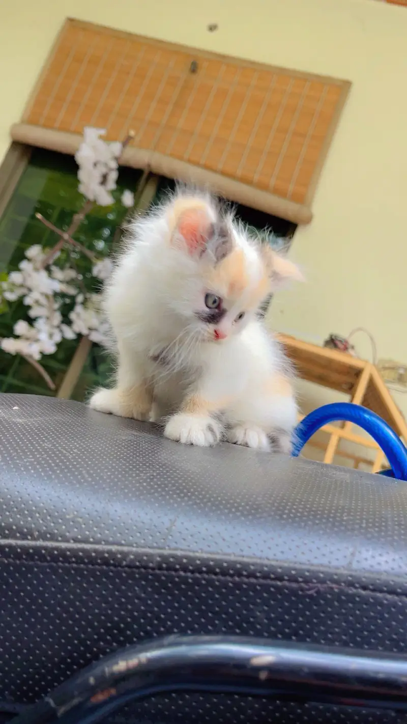 Cute Kittens Available for Sale  persian kittens — photo 11